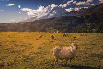 群sheeps<strong>华</strong>斯卡兰科迪勒拉Blanca日出冰雪覆盖安第斯山脉