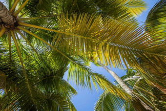 热带天堂田园加勒比<strong>棕榈</strong>树高峰卡纳多米尼加重新发布