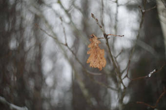 橡木叶孤独的黄色的橡木叶分支橡木叶分支秋天冬天