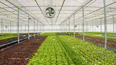行类型有机生菜生物蔬菜种植农药温室