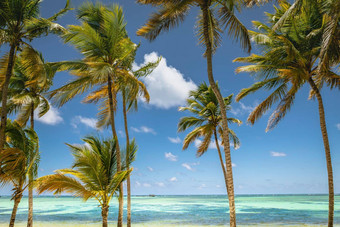 棕榈树热带田园海滩<strong>高峰</strong>卡纳绿松石加勒比海