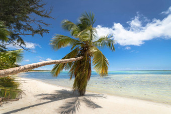 <strong>棕榈</strong>树热带田园海滩高峰卡纳绿松石加勒比海