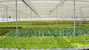 行类型生物蔬菜有机生菜种植农药