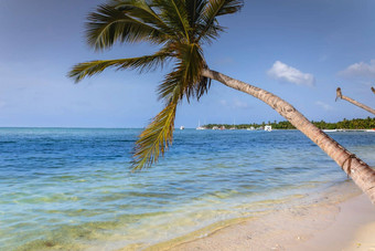 棕榈树热带田园海滩<strong>高峰</strong>卡纳绿松石加勒比海