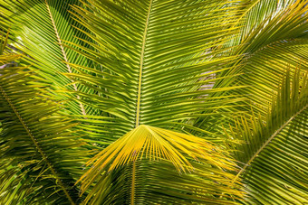 热带天堂田园加勒比<strong>棕榈</strong>树高峰卡纳多米尼加重新发布