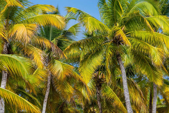 热带天堂田园加勒比棕榈树高峰卡纳多米尼加重新<strong>发布</strong>