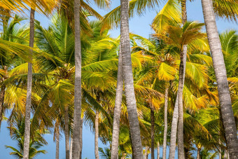 热带天堂田园加勒比棕榈树<strong>高峰</strong>卡纳多米尼加重新发布