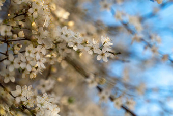 盛开的白色樱桃李子分支开花李子蓝色的天空美丽的白色花李子城市花园春天背景盛开的花园