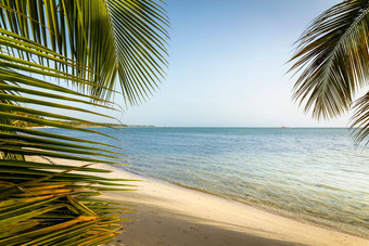 棕榈树热带田园海滩高峰卡纳绿松石加勒比海
