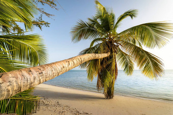 棕榈树热带田园海滩高峰卡纳绿松石加勒比海