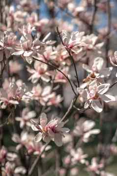 盛开的木兰春天柔和的散景蓝色的天空粉红色的背景宽作文