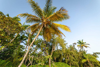 热带天堂田园加勒比棕榈树高峰卡纳多米尼加重新发布