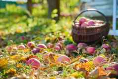收获有机自然成熟的红色的苹果篮子秋天花园