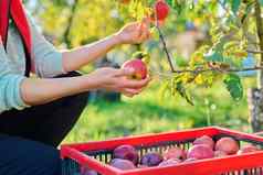 女园丁农民挑选成熟的红色的有机苹果盒子果园