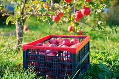 盒子收获成熟的红色的有机苹果树花园草苹果树