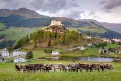 牛放牧田园scuoltarasp村恩加丁瑞士阿尔卑斯山脉瑞士