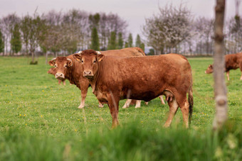 棕色（的）<strong>牛</strong>吃草场诺曼底法国