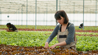 农业工人质量控制收获有机生菜种植农药
