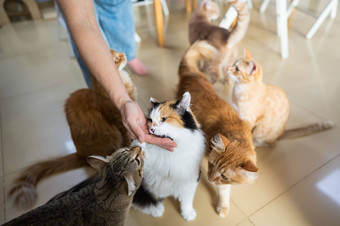 高加索人女人猫猫咖啡馆