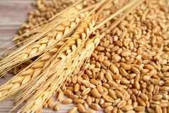 谷物小麦耳朵有机农业农场