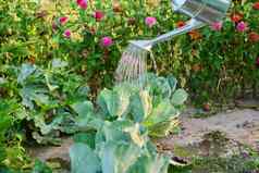 特写镜头浇水浇水卷心菜蔬菜花园