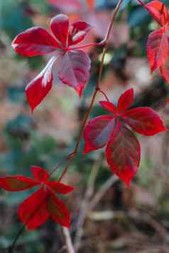树叶秋天叶子背景宏拍摄艾薇叶子把红色的