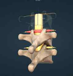 脊髓神经混合神经携带电动机感觉自主信号脊髓绳身体
