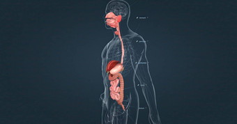 人类消化系统由胃肠束辅助消化器官