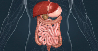 主要任务肝消化系统过程营养物质吸收小肠