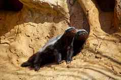 蜂蜜獾沐浴太阳石头动物园