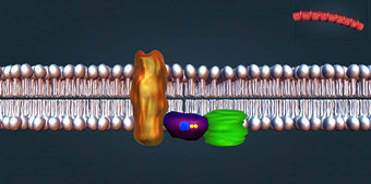 β受体至关重要的正常的生理函数富有同情心的紧张系统插图