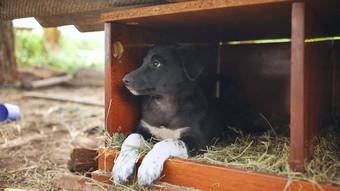 有趣的黑色的小狗<strong>养犬</strong>村