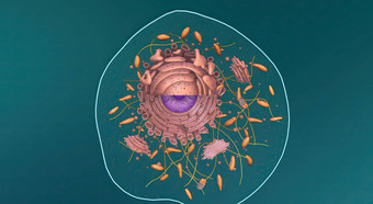 线粒体细胞器发现细胞真核生物动物植物真菌