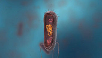 细菌简单的形式生活原核生物
