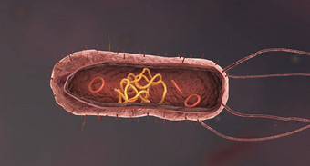 细菌简单的形式生活原核生物