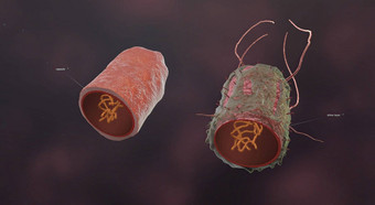 细菌小单(变生物