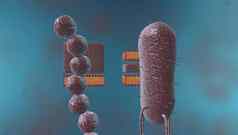 细胞生物学有丝分裂部分细胞周期复制染色体分离核插图