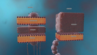 细胞墙结构层周围类型细胞细胞膜