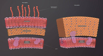 细胞墙结构层周围类型细胞细胞膜