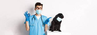 有趣的黑色的哈巴狗狗穿医疗面具坐着英俊的兽医医生显示标志白色背景