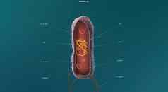 细胞生物学有丝分裂部分细胞周期复制染色体分离核插图