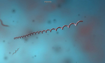 螺旋藻细菌变形菌门门螺旋状细胞形态