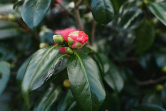 粉红色的盛开的山茶花花味蕾法国