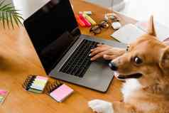 业务女人威尔士矮脚狗狗工作在线移动PC打字文本的同事们团队合作威尔士威尔士矮脚狗彭布罗克首页特写镜头照片打字文本移动PC