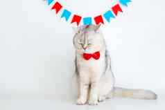 沮丧白色猫红色的弓领带坐在关闭眼睛白色背景