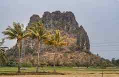 美丽的椰子树大米场风景山背景