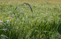 绿色帕迪场背景耳朵大米植物收获大米场
