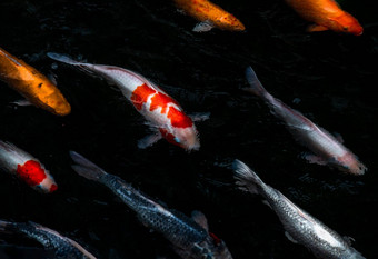 细节色彩斑斓的锦 鲤fishs锦 鲤鲤鱼游泳内部<strong>鱼池</strong>塘阳光明媚的一天日本鱼物种色彩斑斓的模式