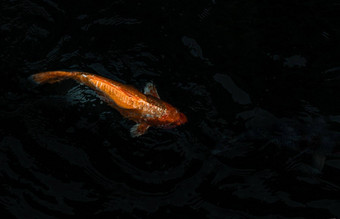 锦 鲤鱼锦 鲤鲤鱼游泳内部鱼池塘背景日本鱼物种色彩斑斓的模式焦点具体地说