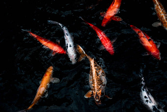 细节色彩斑斓的锦 鲤fishs锦 鲤鲤鱼游泳内部鱼池塘阳光明媚的一天日本鱼物种色彩斑斓的模式